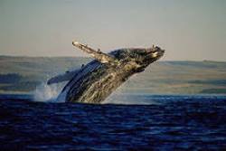 Туристы смогут посмотреть горбатых китов в ЮАР